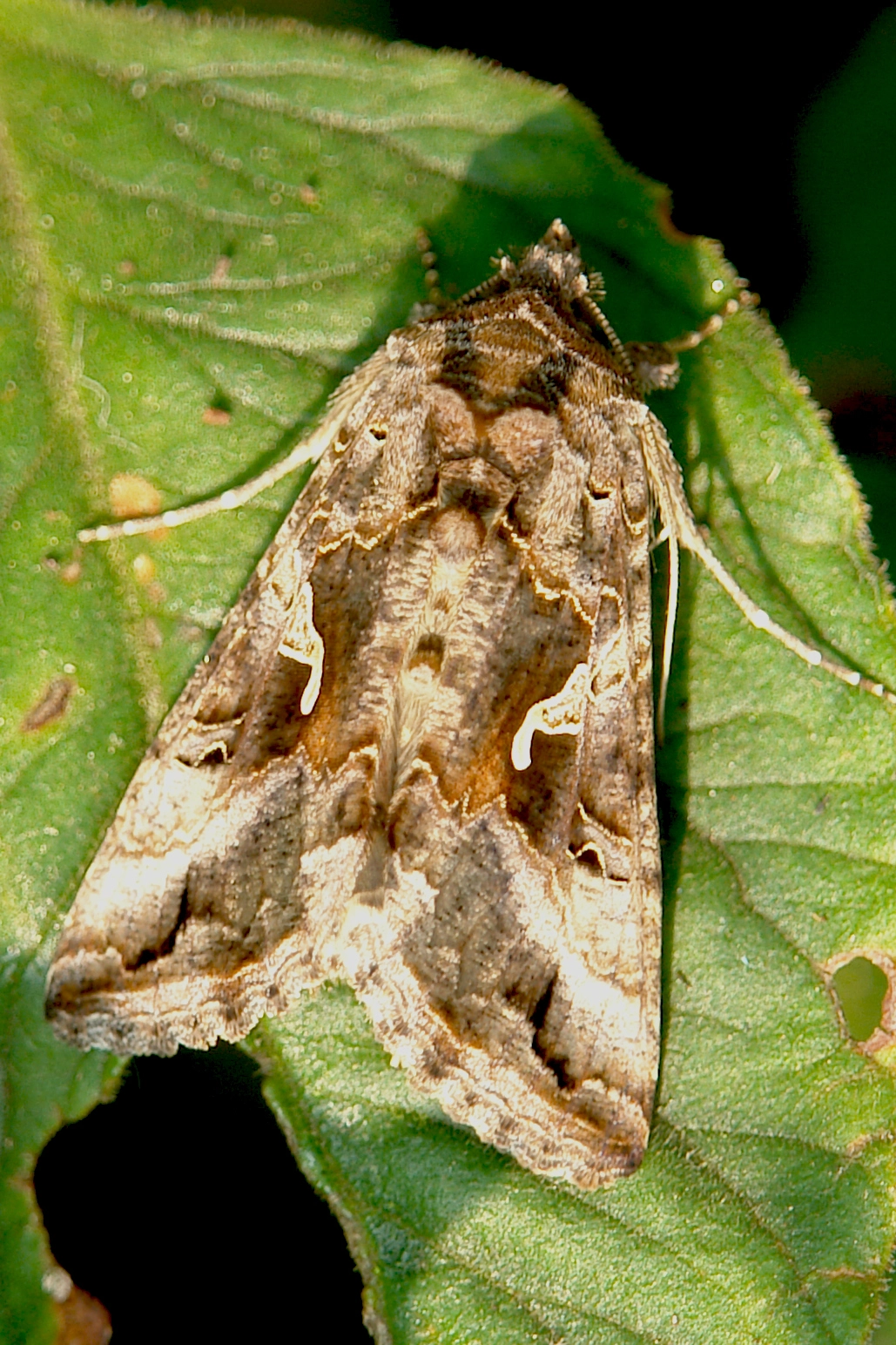 gamma uil bosma.jpg